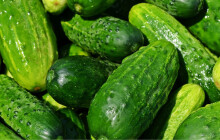 Zelinářům kvůli suchu rostou náklady na zavlažování, obávají se nižších výnosů