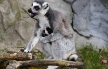 Zoo je otevřena. Na co při návštěvě pamatovat?