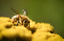 V Česku nepřežila zimu čtvrtina včelstev. Je to nejhorší bilance za 12 let