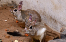 Nový obyvatel Zoo Olomouc. Noháč kapský září pod UV světlem