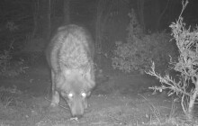 VIDEO: Čtyři mrtví vlci. Odborníci mluví o otrávené návnadě