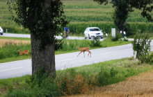 Zvěř na silnicích způsobila škody za 28 milionů. Kritickým místem je silnice u Hranic