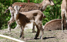 Největší stádo vzácných koz krétských v Evropě žije na Svatém Kopečku
