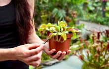 Masožravé rostliny v hlavní roli. Výstava Živé pasti ukazuje, jak rostliny loví