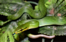 Čtyřnásobná radost v olomoucké zoo. Z vajec se vylíhla zdravá mláďata užovky ostronosé