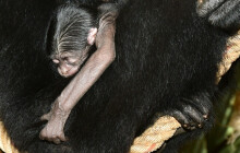 Na Svatém Kopečku se narodilo mládě nejhlasitějšího gibona světa