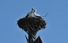 V Hranicích mají čápata. Jejich hnízdo lze sledovat online