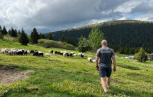 Petrovy kameny opět střeží ovce a ovčáčtí psi. Pastva pomáhá chráněným druhům