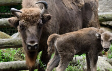 V Zoo Olomouc se narodila mláďata zubrů. Po 100 letech nejsou ohrožení vyhubením