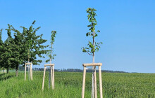 Kraj nechá vysadit stromy podél cest. Podporu z hejtmanství mohou využít i sadaři