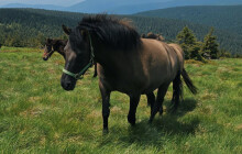 Pod vysílačem Praděd se pasou koně