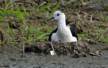Vzácná pisila čáponohá hnízdí na Prostějovsku