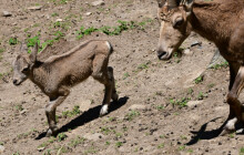 Narodila se tři mláďata kozorožce. Olomoucké stádo patří mezi nejúspěšnější v Evropě