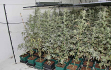 Na Přerovsku našli pěstírnu konopí. Dva muži skončili v cele