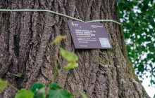 Lípa z Jesenicka se umístila mezi finalisty v anketě o strom roku