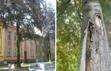Nebezpečné stromy pod dohledem. Prostějov provádí odborné testy městské zeleně