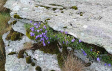 Výzkumníci našli masožravky i vzácné endemity. Botanici při průzkumu v Jeseníkách objevili i vzácné vrby