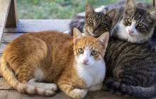 Kastraci koček provedlo v Olomouci zatím 148 chovatelů