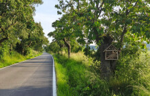 Kde třešně tvoří loubí a děti sází stromy. Malínské aleje sbírají body u veřejnosti