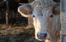 Státní veterinární správa ukončila monitorování na slintavku a kulhavku