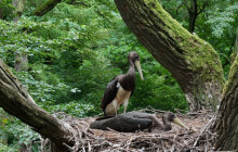 Dvě nová mláďata čápů. Návštěvníci Litovelského Pomoraví je uvidí u řeky