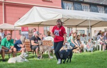 Chystá se soutěž Šumperský hafan