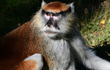 Kočkodani přivítali nového člena smečky