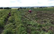Oblíbený samosběr zeleniny za pár korun startuje nedaleko Olomouce už tento týden