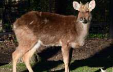 Vzácného jelena barasingu uvidíte i v Zoo Olomouc