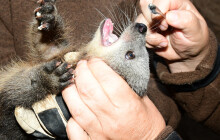 U binturongů je veselo. Matka pustila ošetřovatele k mláděti až po několika měsících