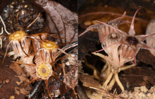 Botanici z Olomouce objevili na Borneu dva nové druhy vzácných květin