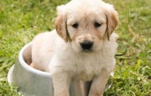 Zaplatila zálohu šest tisíc korun, ale psa se nedočkala