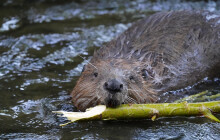 Na Nemilance se usídlily dvě bobří rodiny. Město brání propustek pachovými ohradníky