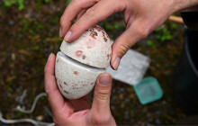 Kdo sedí na chytrých vejcích? Olomoucká zoo se zapojila do výzkumu