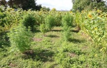 Olomoučtí policisté objevili na zahradě a dvoře rodinného domu patnáct rostlin marihuany