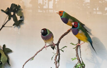 SOUTĚŽ: Papoušci míří na Floru. Vyhrajte vstupenky na Exotu