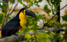 Tisíce rostlin a stovky druhů exotických ptáků zaplnily výstaviště Flora Olomouc