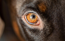 Téměř 40 týraných psů z Prostějovska dostanou druhou šanci v útulcích