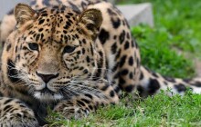 Levhartí slečna i několik mláďat dikobrazů. Olomoucká zoo se může chlubit novými přírůstky