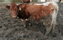 Přerovský soud se znovu zabýval údajným týráním zvířat na farmě Kozí Hrádek