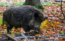Divočáci se přibližují k domům. V kraji se řeší rostoucí populaci prasat