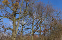 Hostitelské stromy může ochmet zahubit. A co teprve jmelí