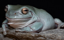 Rosnice i leguáni. V olomoucké zoo se jim daří