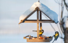V zimě je dobré přilepšit ptákům. Víte, jak správně krmit?