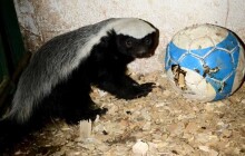 Novou chloubou olomoucké zoo je mládě medojeda kapského