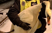 Noční hon na labuť. Přerovští strážníci naháněli opeřence po silnici i kolejích