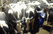 VIDEO: Bití krav a vláčení po zemi. Aktivisté zveřejnili záběry z farem dodávajících Olmě