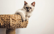 Kočky všude kolem. Kočičí kavárnu můžete navštívit i v Olomouci