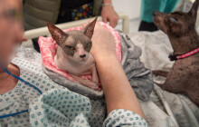 Psi a kočky jako terapeuti. Návštěva ve fakultce rozdávala radost