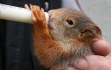 Podpora záchranných stanic je dvojnásobná. Jak se peníze pro zvířata využijí?